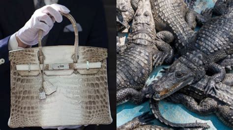 hermes crocodile australia